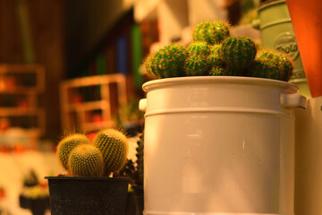 Cactus col