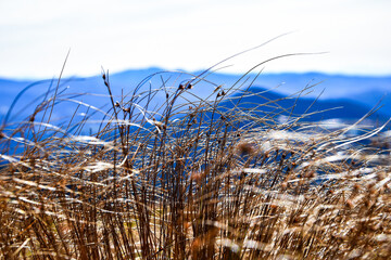 Abstract natural background with pampas grass against the backdrop of the blue sky and clouds in...