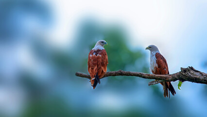 two birds in love hd wallpaper
