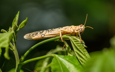 migratory locust (Locusta migratoria) on vegetation