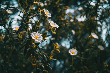 Close-up of a bunch of white flowers of cistus salviifolius