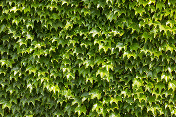 The beautiful soothing background of fresh creeping ivy