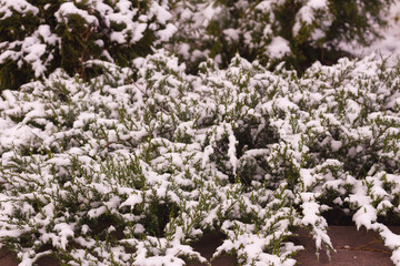 White fluffy snow covered the branches of the juniper. Selective focus. Garden concept. Natural Christmas background.