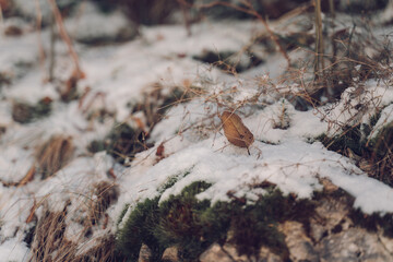 Leaves in snow
