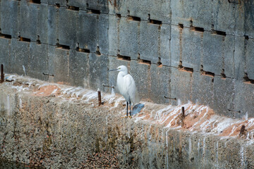 Obraz premium A white Little Egret standing at the stone at the Shenzhen Bay, China