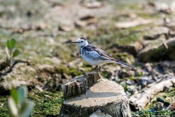 White Wagtail perching on wooden pile at Shenzhen Bay, China