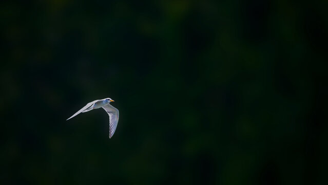 bird in flight