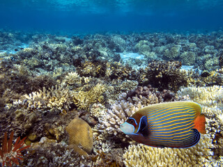 Fototapeta na wymiar Underwater coral reef and sea urchin