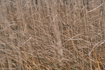 Closeup of a grass bents in winter snowy day 