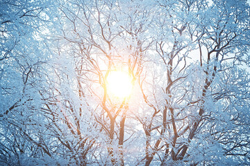 sunset in the winter forest / February sunset in the park, snow forest and sun, winter rest