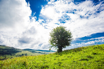 Lonely tree growing on the green hillside