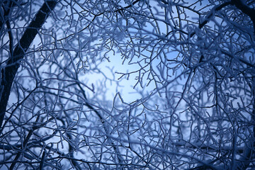 abstract background landscape winter forest / frost-covered tree branches, snowy weather christmas background