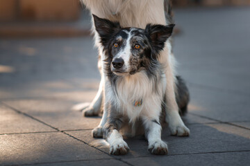 obedient dog in the city. border collie on architecture background. Pet travel