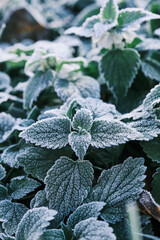 Partial focus Photo of nettle mint leaves covered with frost. Close up partial focus
