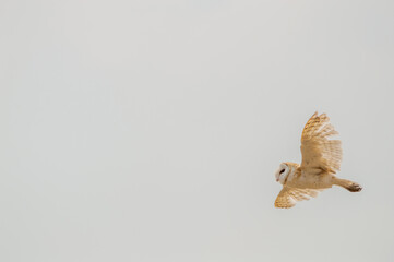 owl in flight