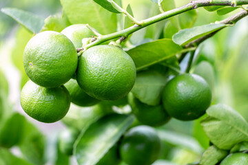 Fresh lemon and leaves planted in the farm. Fresh lemons are used for cooking and contain vitamin C, which is beneficial for the body.