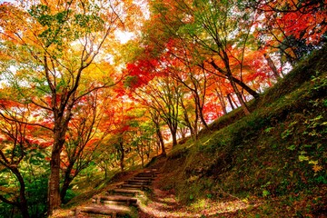 Naklejka premium 朝地の紅葉