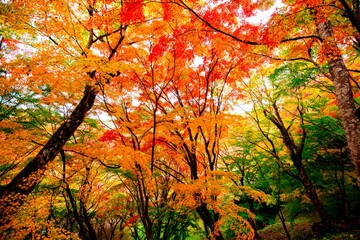 朝地の紅葉