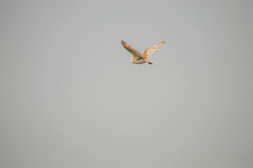 owl in flight