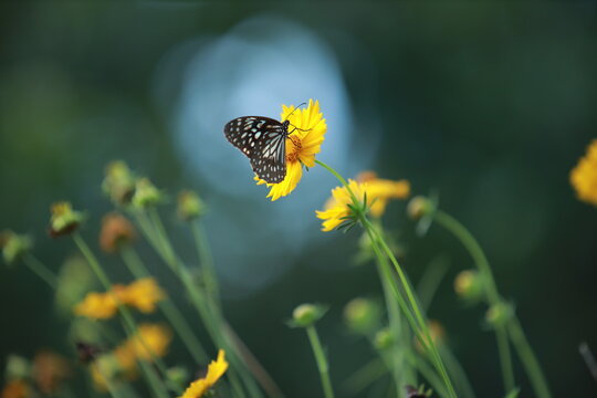 butterfly
