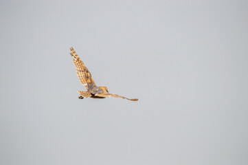 owl in flight