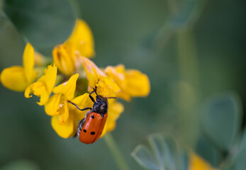 Bug over yellow flower and blurred background
