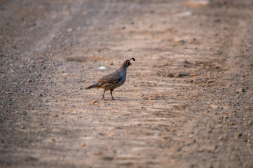 california quail