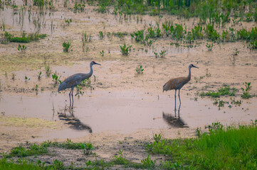 cranes in the marsh