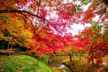 朝地の紅葉