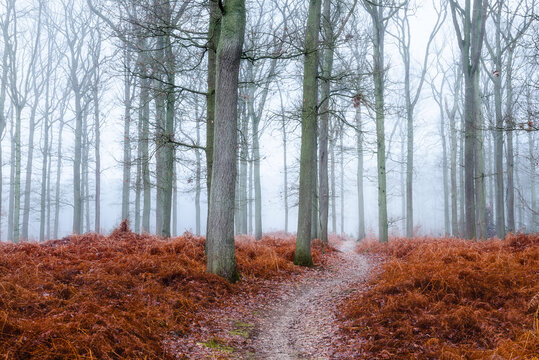path in the forest