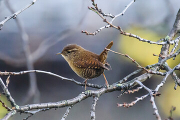 Selective focus photo. Eurasian wren bird, Troglodytes troglodytes.