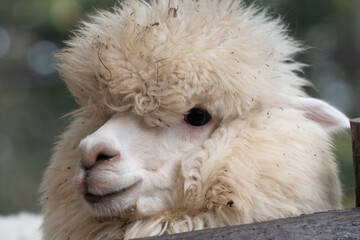 可愛いアルパカ