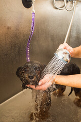 Small dog enjoying being washed at grooming salon