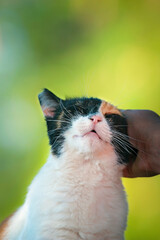 Streunerkatze