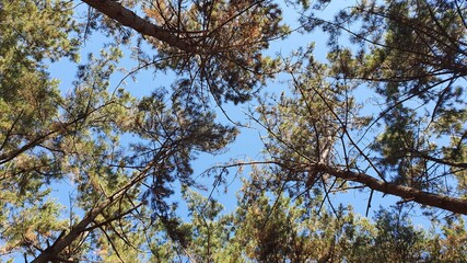 한국의 어느 작은 산속 하늘아래  풍경모습         
