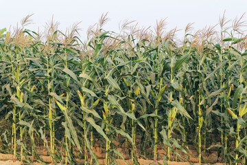 Field corn field autumn harvest idyllic village vegetable plants natural fresh close-up photography background texture