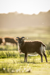 Obraz premium soay sheep in meadow sunset