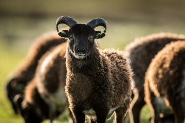 soay sheep full body portrait © Amelandfoto