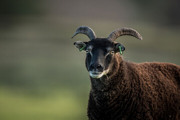soay sheep portrait head