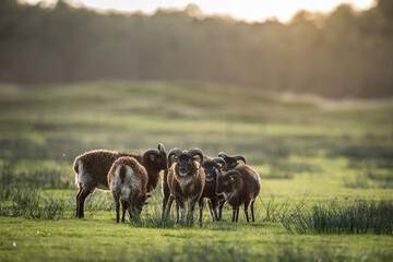 soay sheep soay sheep small heard together