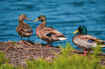 ducks in the lake