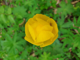 Trollius. Spring in the North. Kupavna in the woods. Yellow forest rose close-up. Bottom view. Sunny day.