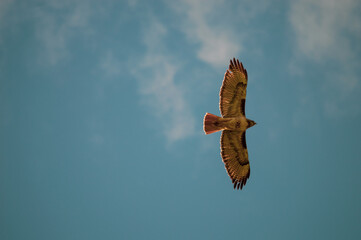 red tailed hawk
