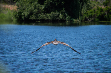 pelican in flight
