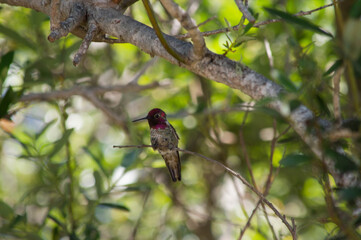 hummingbird