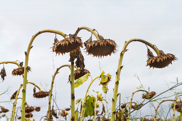 Obraz premium Plantation of ripe sunflowers ready for harvesting