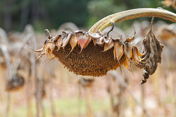 Plantation of ripe sunflowers ready for harvesting