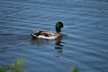 duck on the lake