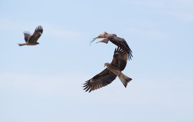 乱れ飛ぶトビたち