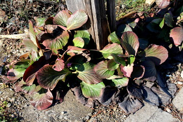 Bunch of Bergenia or Elephant eared saxifrage or Elephants ears clump-forming rhizomatous evergreen perennial flowering plants with thick dark green to red leathery leaves planted around cracked